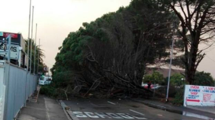 Fallen trees have caused roads to close across Cape Town Fallen trees have caused roads to close across Cape Town